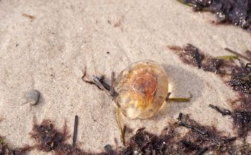 Diese Marketingstrategie bringt dir nachhaltigen Web-Erfolg!